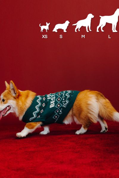 Pull de Noël pour chien