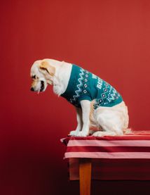 Pull de No&euml;l pour chien