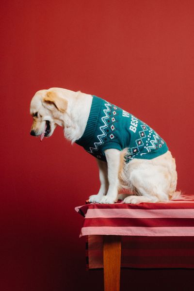Pull de Noël pour chien