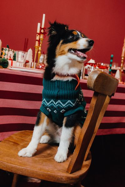Pull de Noël pour chien